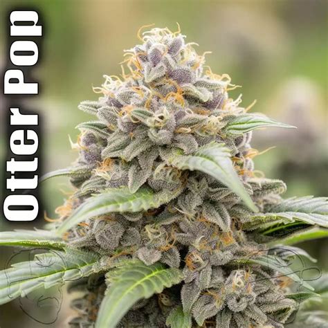Otto II buds have fluffy popcorn-shaped bright green nugs with dark orange hairs and a coating of tiny yellow-green crystal trichomes. . Otter pop strain allbud